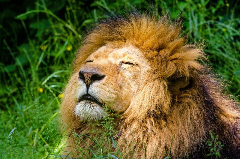 African Lion