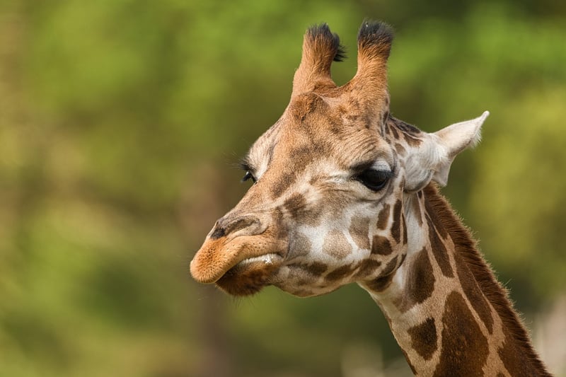 Giraffes